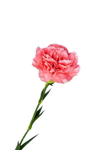 Pink Carnation