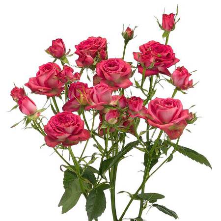 Spray Rose Pepita