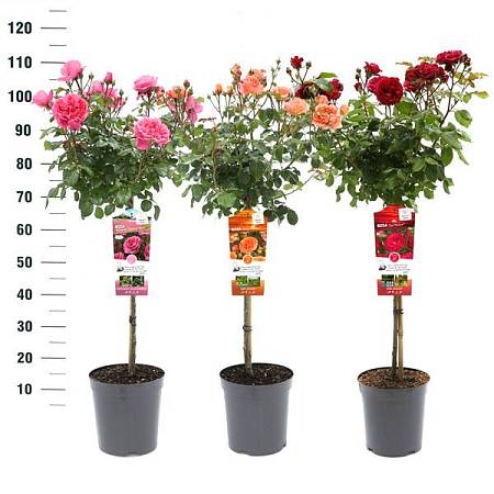 Zahradní růže na klínku