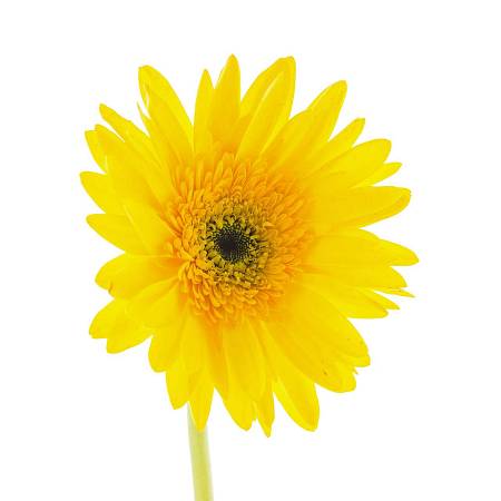 Yellow Gerbera