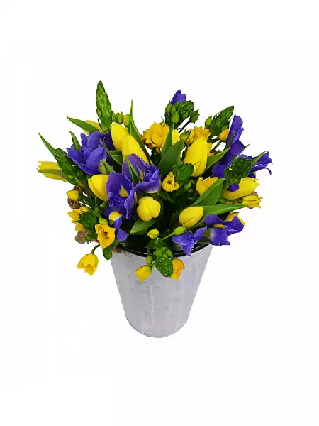 Žluto modrá kytice irisů a tulipánů