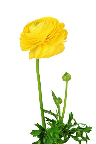 Yellow Ranunculus