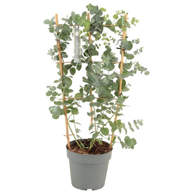 https://imgcdn.kvetinyexpres.cz/GtO4uZg32IFOSEywzyNY594RY98=/0x0/http://varkala/cache/675/900/image/Eucalyptus-cinerea-Silver-Dollar.jpeg