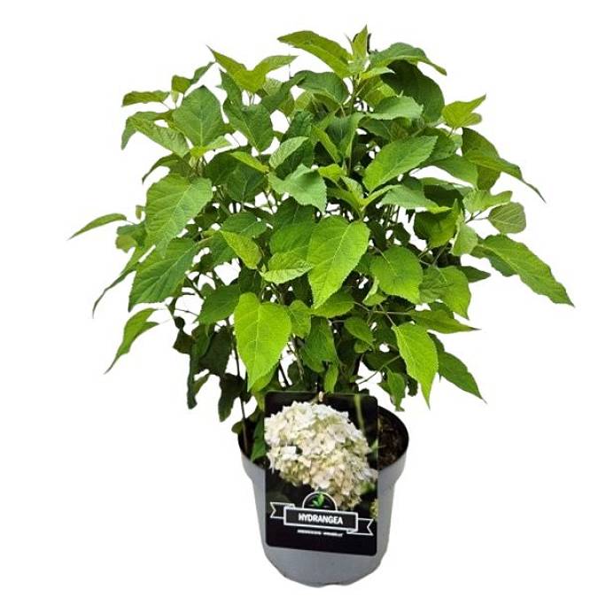 https://imgcdn.kvetinyexpres.cz/ToM6eipHeOLEHZov23WFiffCUiw=/0x0/http://varkala/cache/675/900/image/Hortenzie-Latnata-XL-28-prumer-75-cm.jpeg