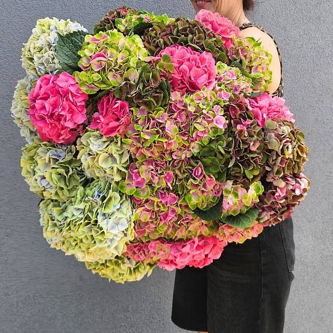https://imgcdn.kvetinyexpres.cz/0lao5sYQ31XOVZQUDORjujS712w=/0x0/http://varkala/cache/675/900/image/Hortenzie.jpeg