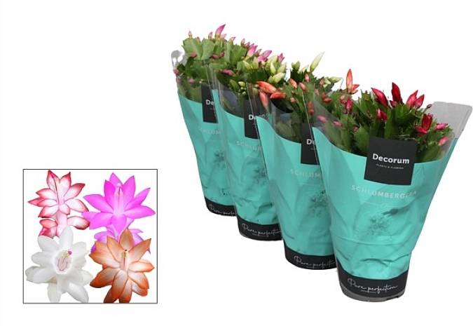thymian kriechend winterhart Kaufen Sie kriechenden Thymian Thymus praecox 'Coccineus' rosaroten Thymian