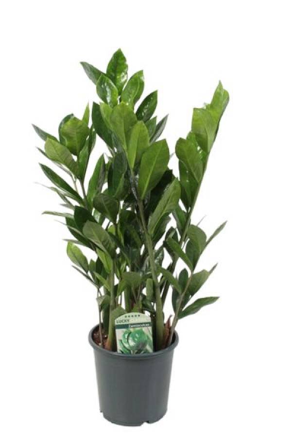 https://imgcdn.kvetinyexpres.cz/jq4hOHCiPEKxeKxbKwtFUme07EY=/0x0/http://varkala/cache/675/900/image/zamioculcas.jpeg