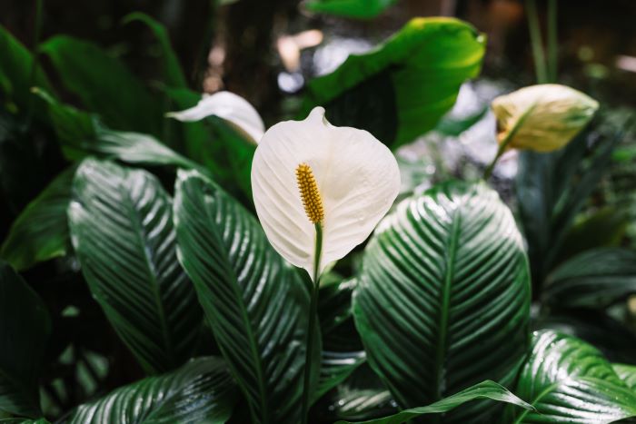 Lopatkovec (toulcovka, Spathiphyllum) s bílým květem – toulcem