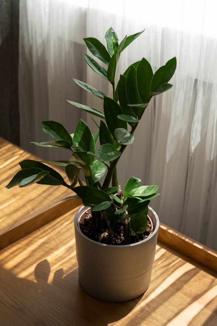 Zamioculcas (ZZ plant) in a pot by a window