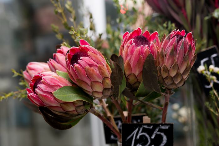 Protea Silvia – řezaná protea