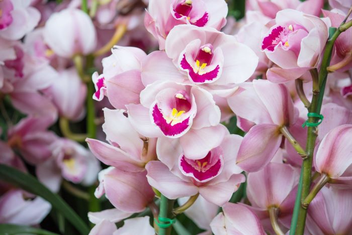 Cymbidium – orchidej s voskovými květy