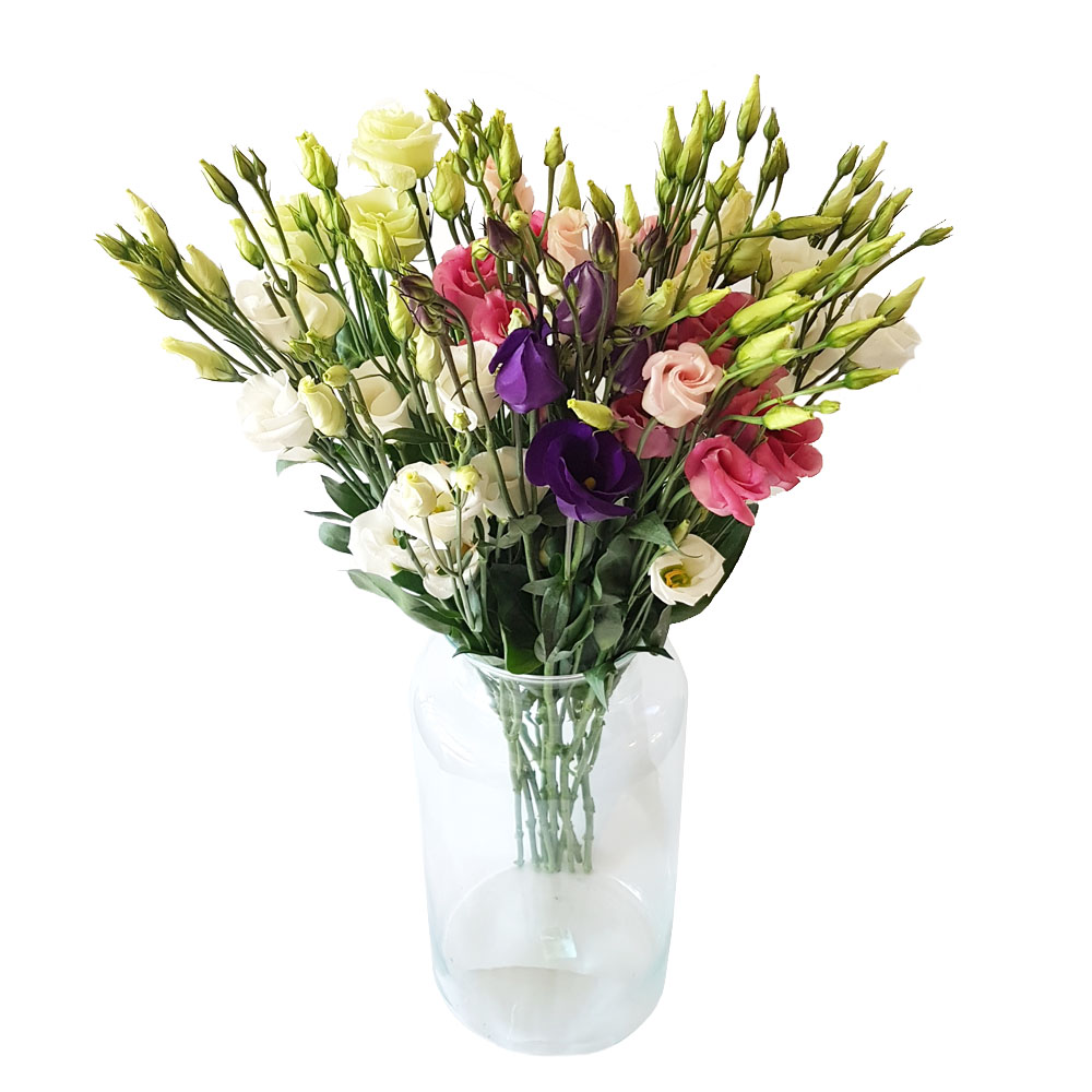 Eustoma - Lisianthus