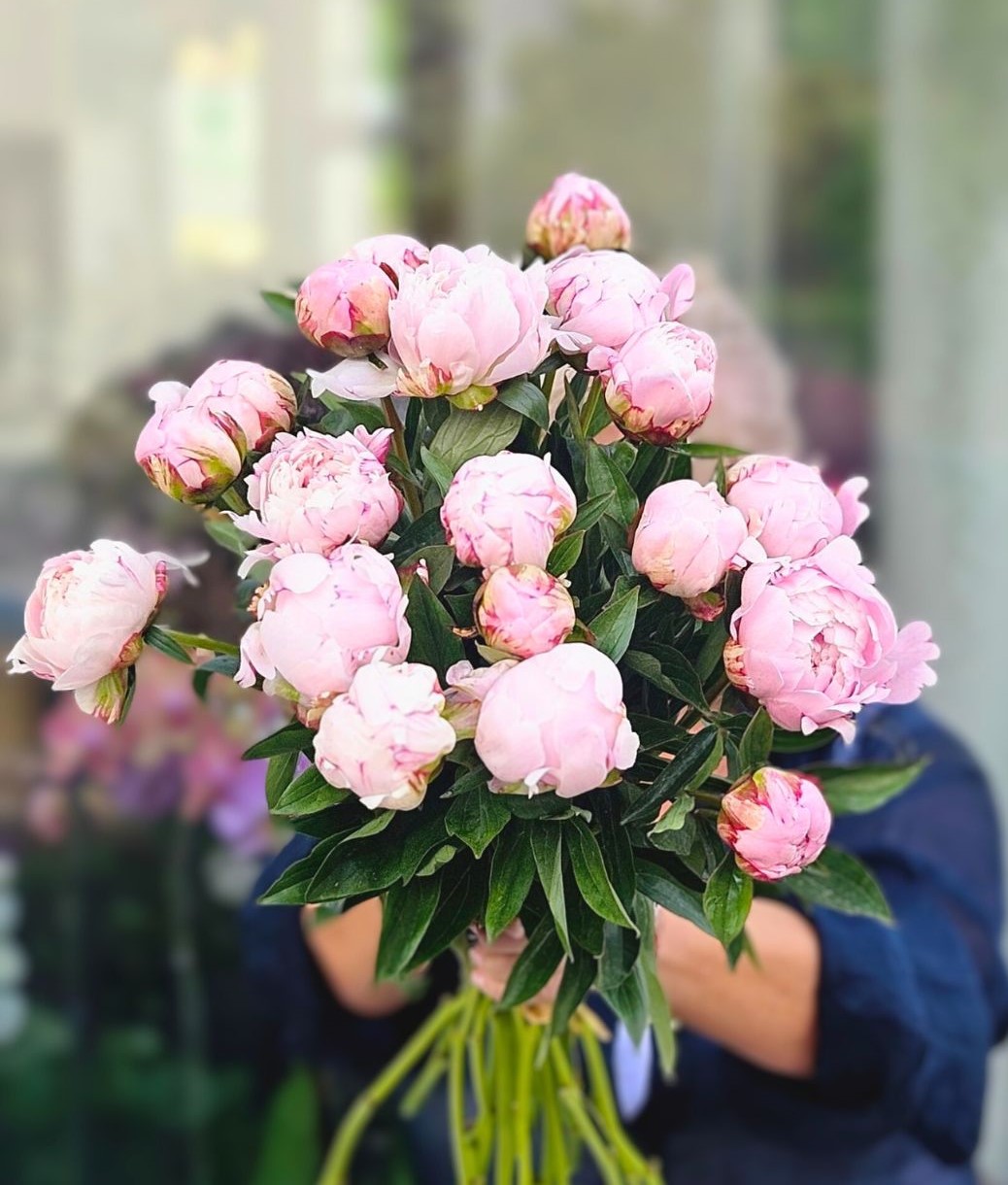 Růžová pivoňka Sarah Bernhardt (1)